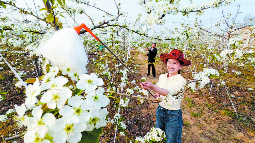  党建引领 梨香致富