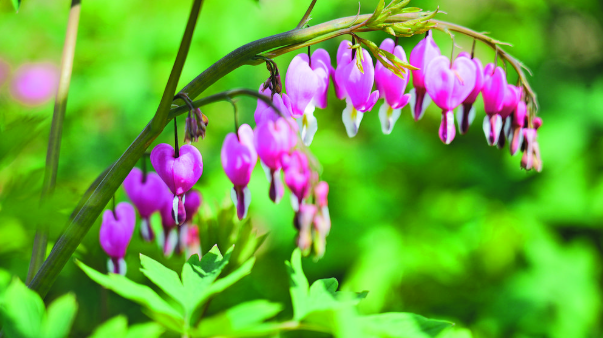 荷包牡丹抢先绽放